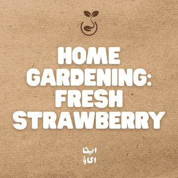How to Grow Strawberries from Seeds at Home in Pakistan