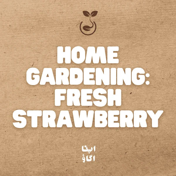 How to Grow Strawberries from Seeds at Home in Pakistan
