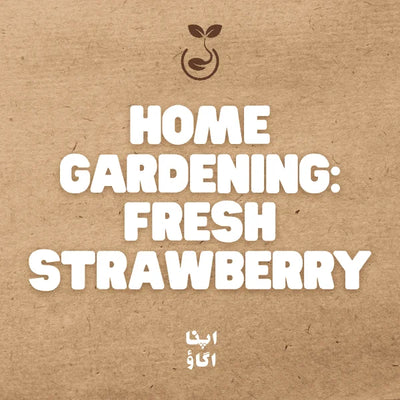 How to Grow Strawberries from Seeds at Home in Pakistan
