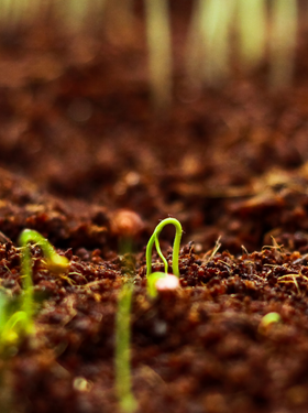 How To Successfully Germinate Your Seeds at home