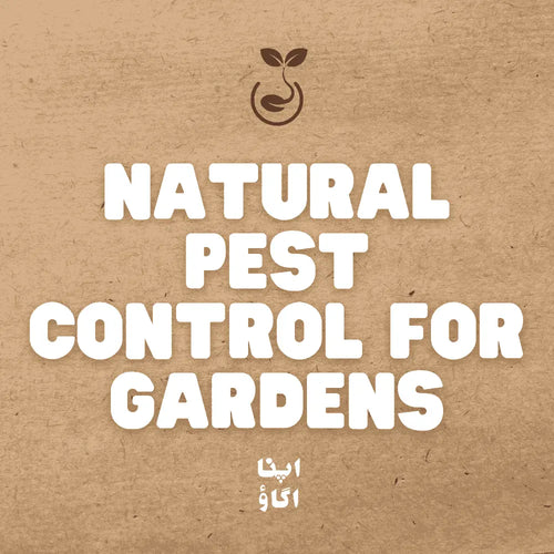 Green pest control in a Pakistani home garden using inspection, barriers and beneficial plants