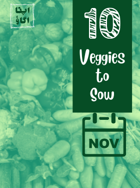 10 Vegetables to Grow in November