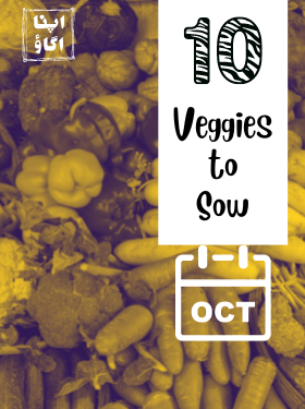 10 Vegetables to Plant in October