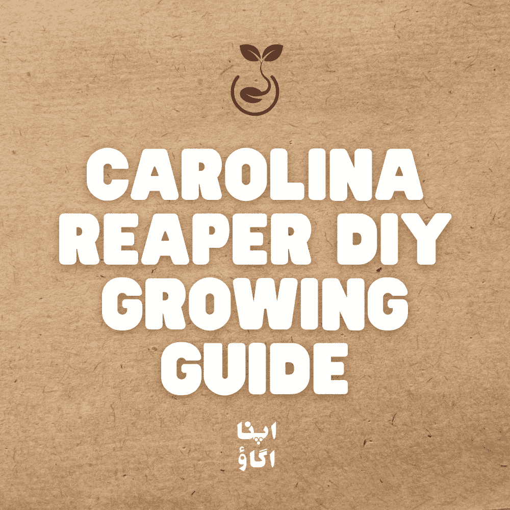 how to grow carolina reaper in Pakistan