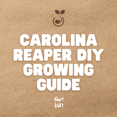 How to Grow Carolina Reaper in Pakistan: Complete Guide