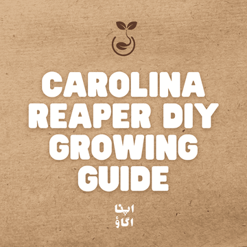 how to grow carolina reaper in Pakistan