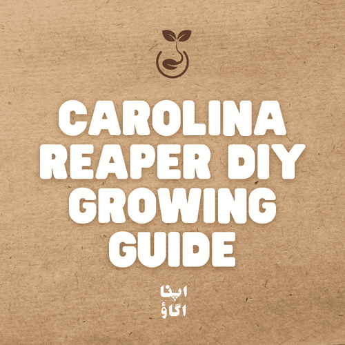 how to grow carolina reaper in Pakistan