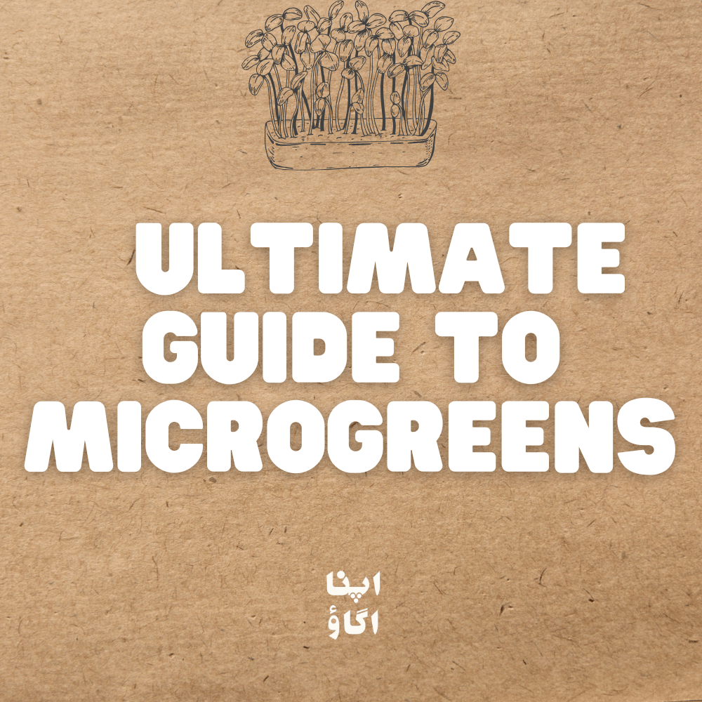 The Ultimate Guide to Microgreens: Cultivation, Nutrition, and Culinary Marvels - Apnaugao