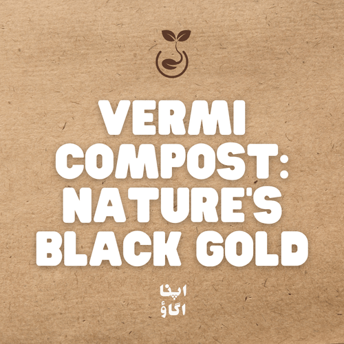Vermicompost: Nature’s Black Gold for Healthy Soil - Apnaugao