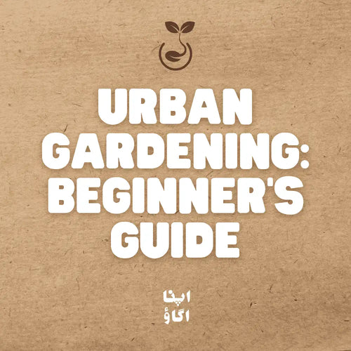 urban gardening in pakistan - solving food security issues