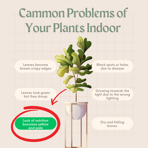 Plant Care Guide: Decoding the Mystery of Yellowing Leaves - Apnaugao