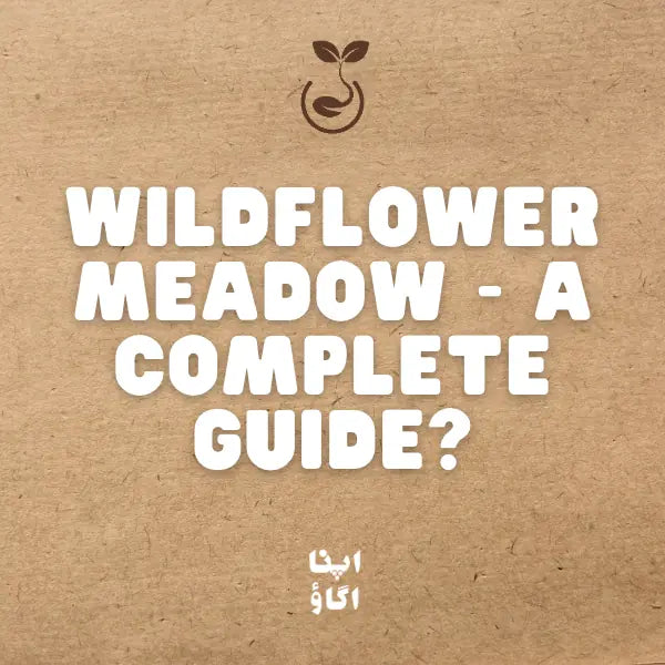 How to Sow a Wildflower Meadow or Rock Garden in Pakistan: Seed Mix Guide
