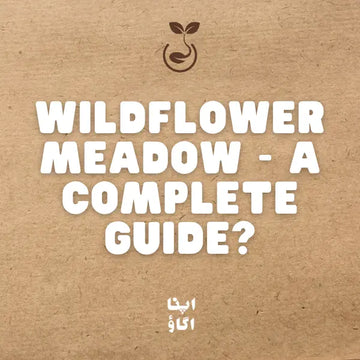 How to Sow a Wildflower Meadow or Rock Garden in Pakistan: Seed Mix Guide