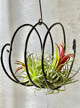 How to take care of your air plants at home in Pakistan - ApnaUgao