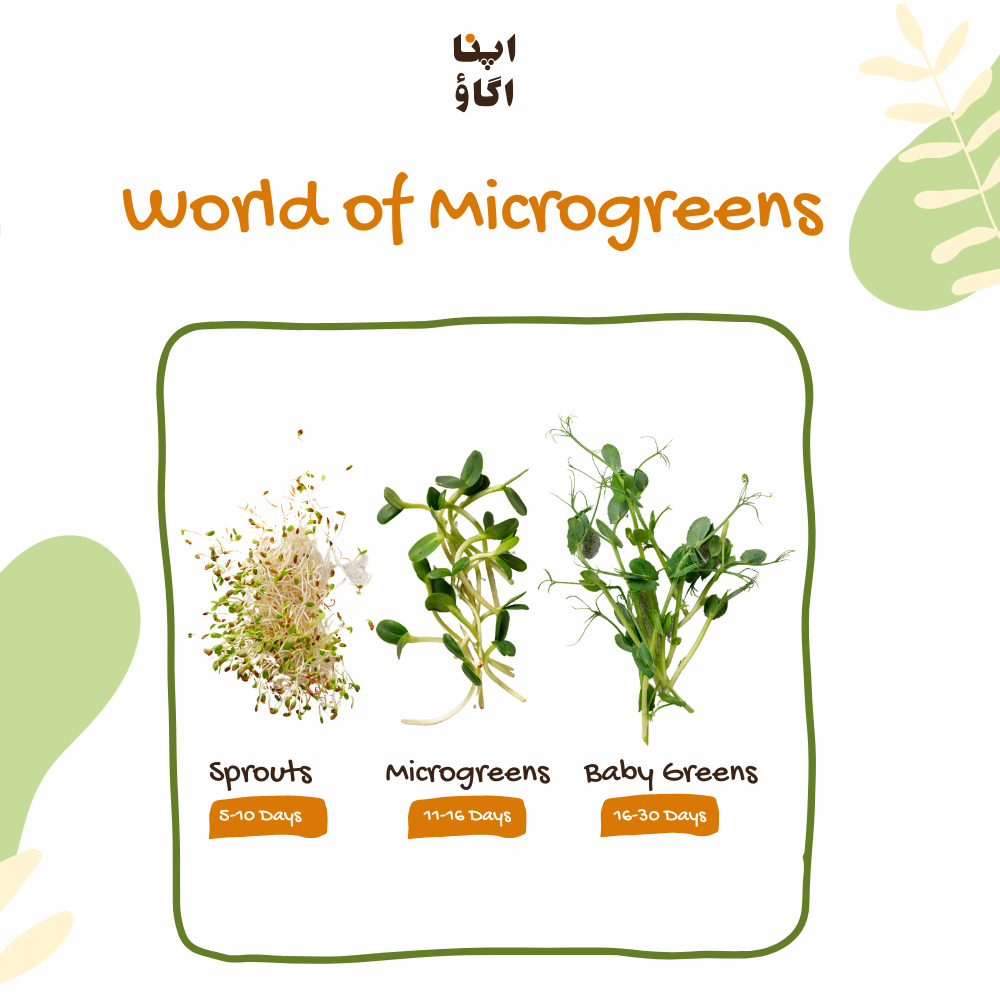 What Are Microgreens and How to Grow Them in Pakistan