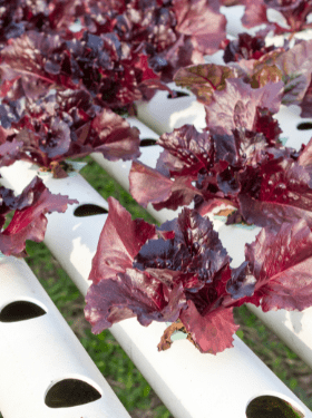 Best Herbs that grows hydroponically easily. - Apnaugao