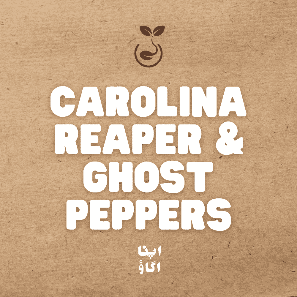 carolina reaper vs ghost peppers growing in Pakistan