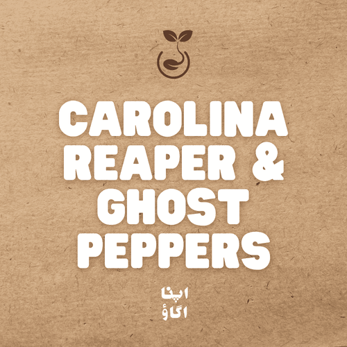 carolina reaper vs ghost peppers growing in Pakistan