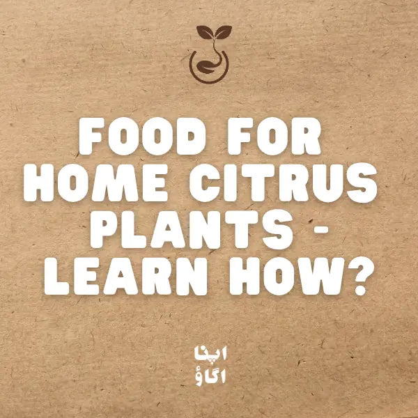 How to Feed Citrus & Fruit Trees: Complete Guide to Citrus 'n Fruit Trees Plant Food in Pakistan