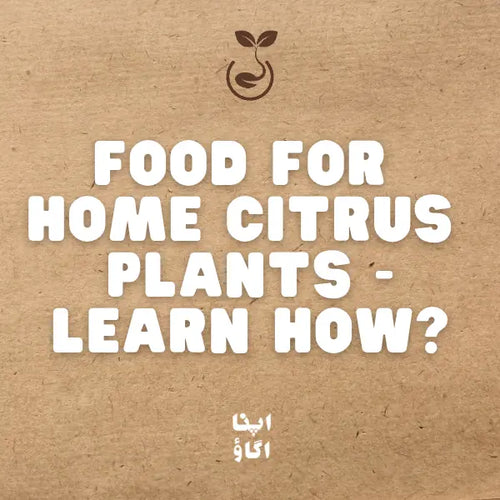 How to Feed Citrus & Fruit Trees: Complete Guide to Citrus 'n Fruit Trees Plant Food in Pakistan