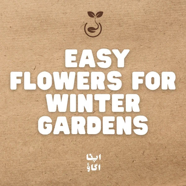 Grow More Flowers This Winter: Easy Flowers for Home Gardens in Pakistan