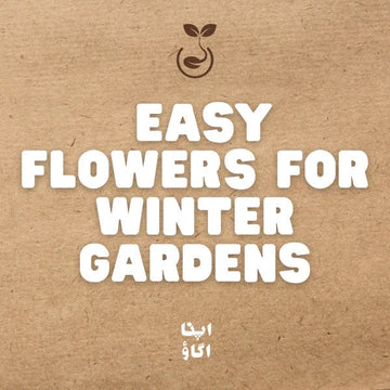 Grow More Flowers This Winter: Easy Flowers for Home Gardens in Pakistan