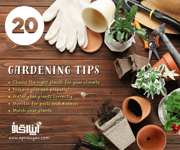 20 Gardening Tips for Beginners in Pakistan - Apnaugao