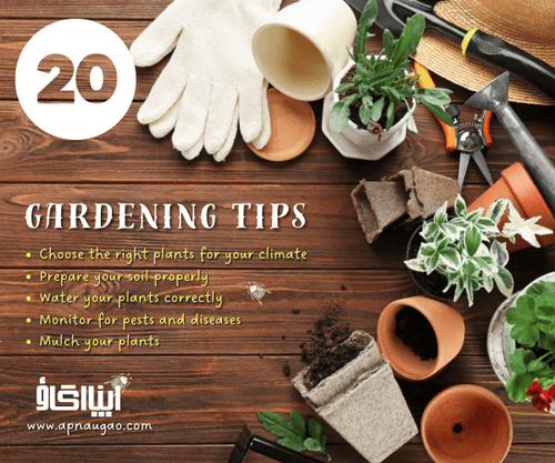 20 Gardening Tips for Beginners in Pakistan - Apnaugao
