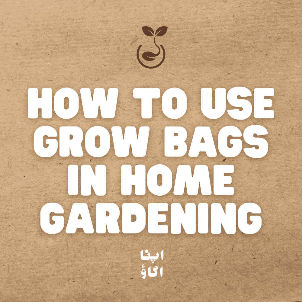 Grow Bag Gardening in Pakistan: A Smart Way to Grow Your Own Food - Apnaugao