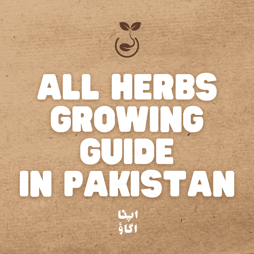 Herbs Seeds Germination Guide - Apnaugao