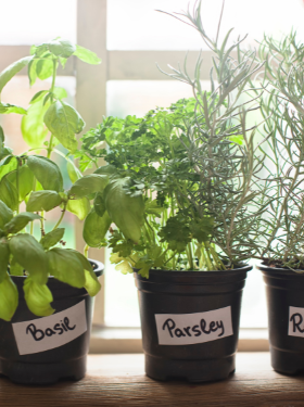 How to Grow Herbs in Containers