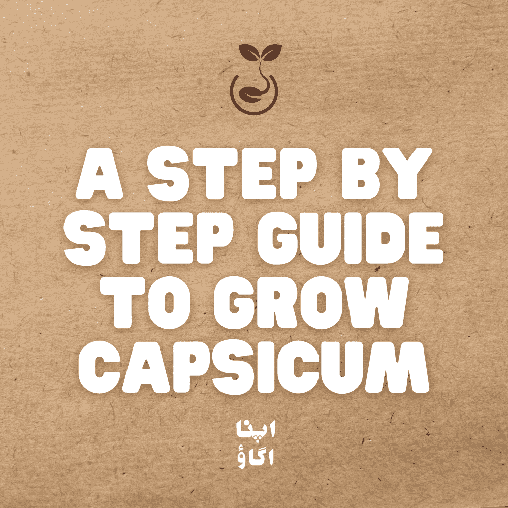 How to grow bell peppers in Pakistan in pots, grow bags and garden beds