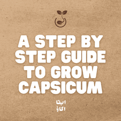 How to Grow Bell Peppers in Pakistan: Complete Shimla Mirch Guide