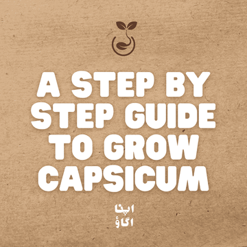 How to Grow Bell Peppers in Pakistan – A Home Gardener’s Guide - Apnaugao
