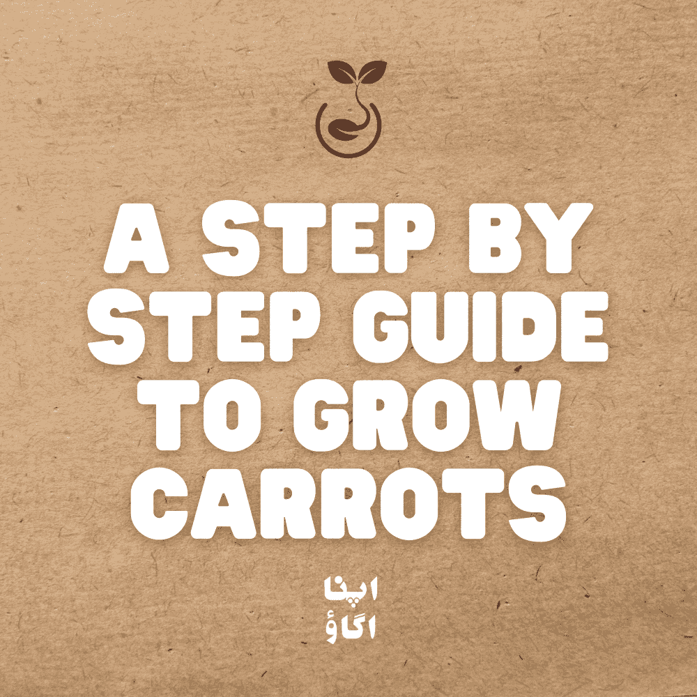 How to Grow Carrots ( Gajar ) at Home in Pakistan - Apnaugao