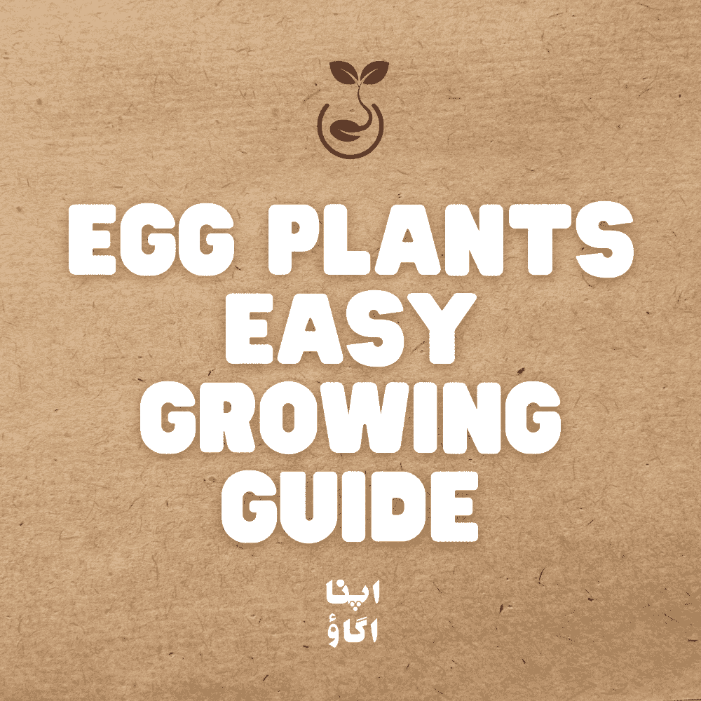 How to Grow Eggplant (Brinjal) – Home Planting Guide - Apnaugao