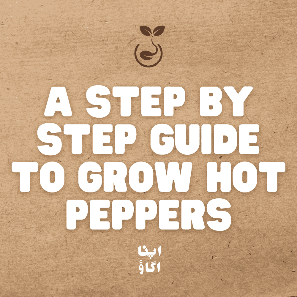 How to grow hot peppers in Pakistan including hari mirch, Jalapeño, Habanero and superhot varieties