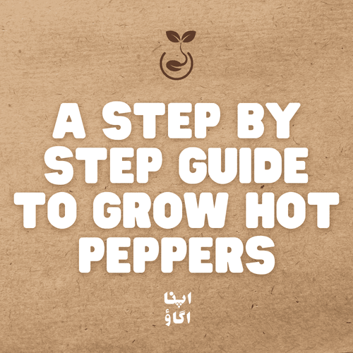 How to grow hot peppers in Pakistan including hari mirch, Jalapeño, Habanero and superhot varieties