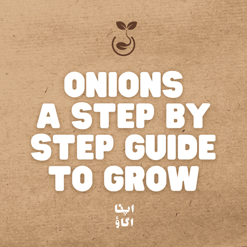 How to Grow Onions at Home in Pakistan – Complete Guide - Apnaugao