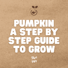 How to Grow Pumpkin in Pakistan: Complete Sowing, Care and Harvest Guide