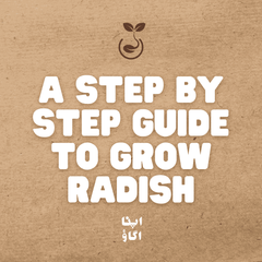 How to Grow Radish (Mooli)  – A Seasonal Gardening Guide