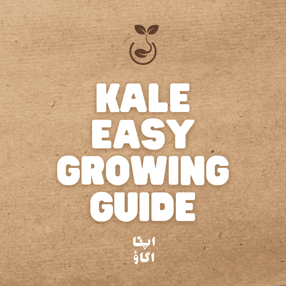how to grow kale easily at home growing guide in Pakistan