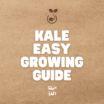 how to grow kale easily at home growing guide in Pakistan