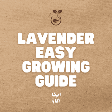 How to Grow Lavender in Pakistan – For Flowers and Aromatic Herbs