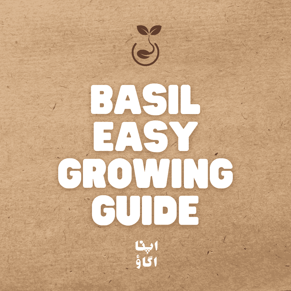 Growing basil seeds at home in Pakistan - a beginner's guide - ApnaUgao