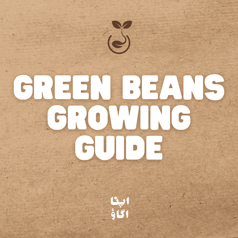 Green bean plants with fresh pods growing in a Pakistani home garden