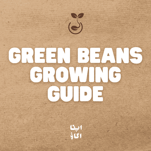 Green bean plants with fresh pods growing in a Pakistani home garden
