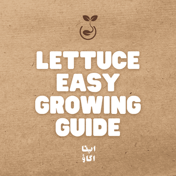 how to grow lettuce salad at home in Pakistan