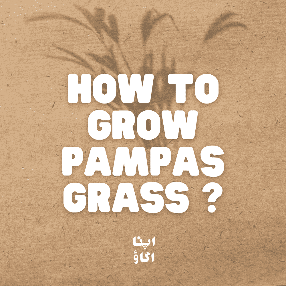 How to Grow Pampas Grass at Home in Pakistan