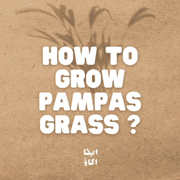 How to Grow Pampas Grass at Home in Pakistan